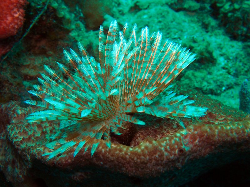 Curacao 04-12 100.jpg